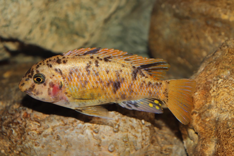 Labeotropheus fuelleborni 'Chimwalani Reef'